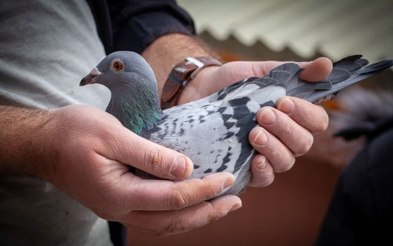 Healthy Pigeons
