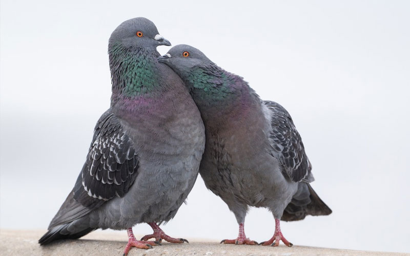 Show Pigeon